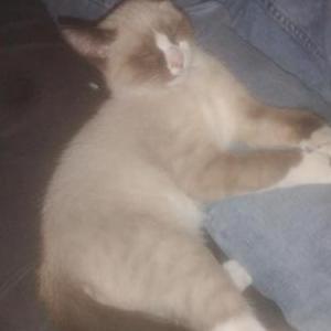 Lost Cat LANI