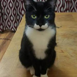 Image of Sarabi, Lost Cat