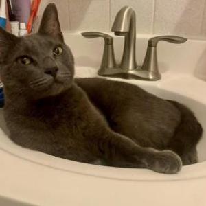 Lost Cat Moose