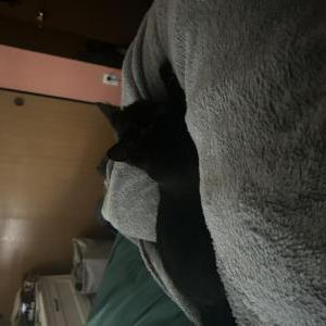 Lost Cat Jade