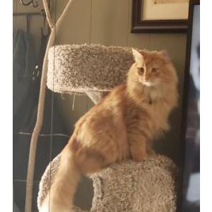Lost Cat leo