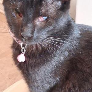 Image of Hades, Lost Cat