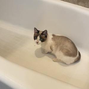 Image of Luna, Lost Cat