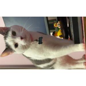 Image of Josie, Lost Cat