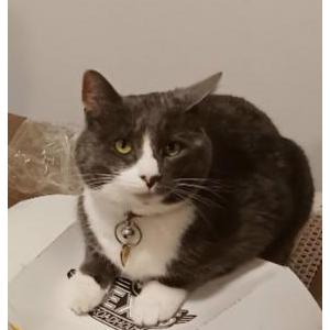Image of Posie, Lost Cat