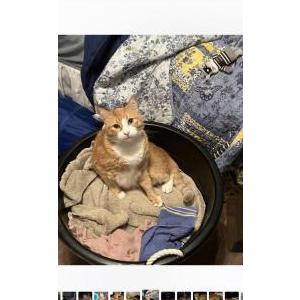 Lost Cat Spitfyre