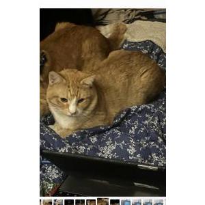 Lost Cat Little buddy