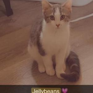 Image of Jellybeans, Lost Cat