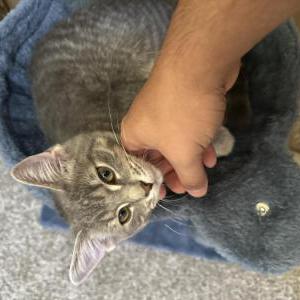 Image of Molly, Lost Cat