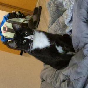 Image of Ratatoullie, Lost Cat