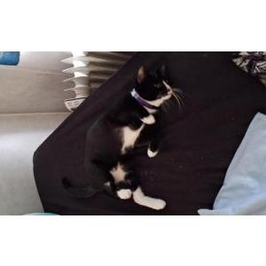2nd Image of Ratatoullie, Lost Cat