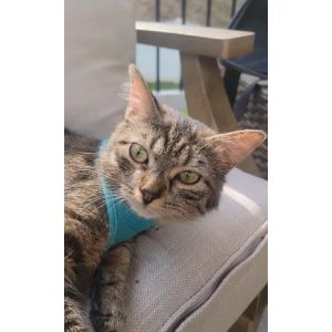 Lost Cat valentina