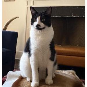 Image of Dash, Lost Cat