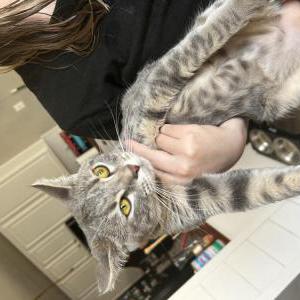 Image of Sweet potato, Lost Cat