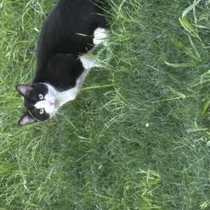 Image of Unknown, Found Cat