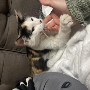 Image of Unknown, Found Cat