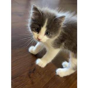 Image of Raider, Lost Cat