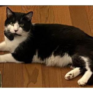Image of Eckar, Lost Cat