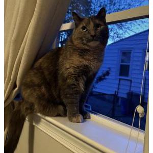 Image of Suki Merrill, Lost Cat