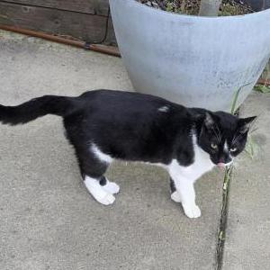 Found Cat Unknown