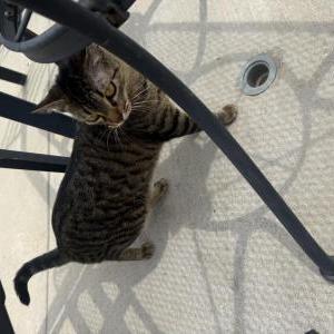 Image of Jasmine, Lost Cat