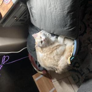 Image of Loki, Lost Cat