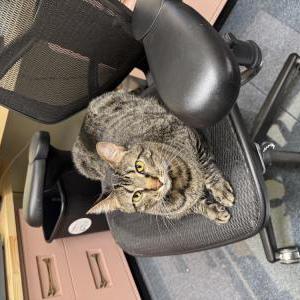 Lost Cat Otis