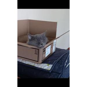 Lost Cat BLeu