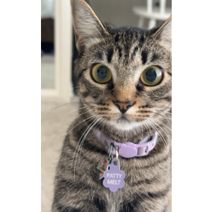 Image of Patty Melt, Lost Cat