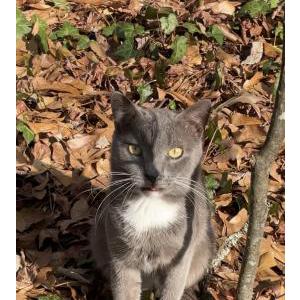Lost Cat Grover