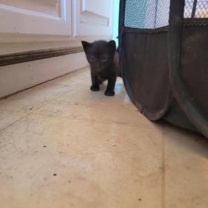 Found Cat unknown