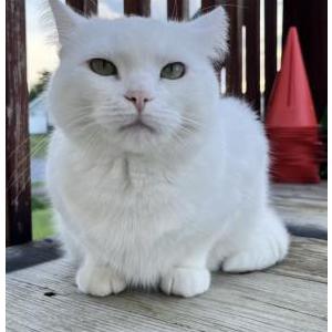 Image of Michi, Lost Cat