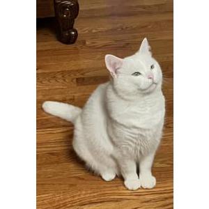 2nd Image of Michi, Lost Cat