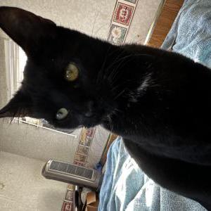Image of Morticia, Lost Cat