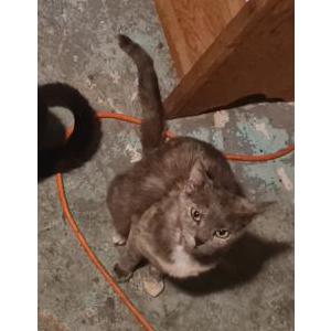 Image of Cali, Lost Cat