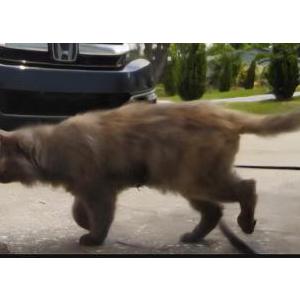 Lost Cat Kaley