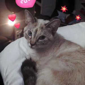 Image of Willow, Lost Cat