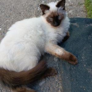 Image of Coco, Lost Cat