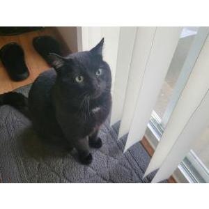 Image of Dion, Lost Cat