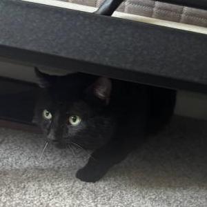 2nd Image of Dion, Lost Cat
