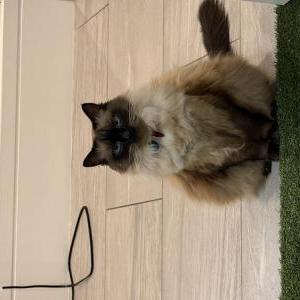 Lost Cat Bubbles