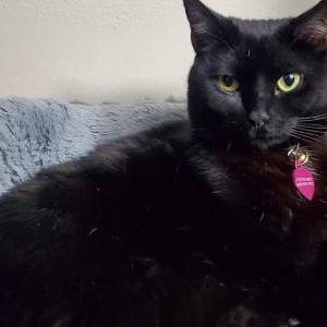 Image of Pebbles, Lost Cat