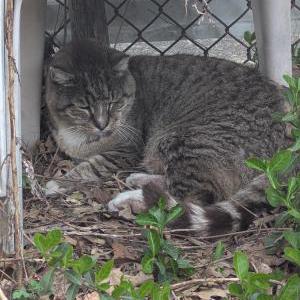 Lost Cat Teddy Cmmty Cat