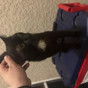 Image of Unknown, Found Cat
