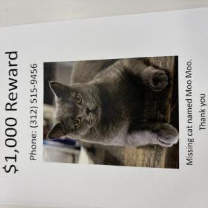 Lost Cat Moo moo