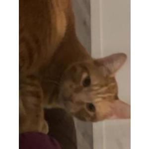 Image of Whiskey, Lost Cat