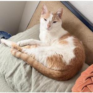 Image of Rylo, Lost Cat