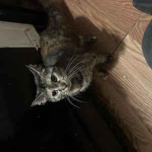 Lost Cat Pluto