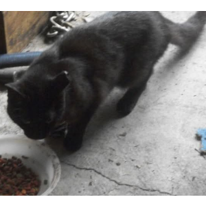 Image of Buttons, Lost Cat