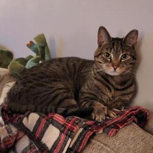Image of Norton, Lost Cat